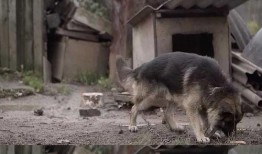 狼狗最新爆料视频大全集,揭秘幕后真相与精彩瞬间