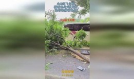 大树爆料视频大全最新,揭秘娱乐圈幕后真相