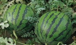 泰国西瓜最新爆料,揭秘神秘事件背后的真相