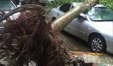 大树爆料视频大全最新,揭秘娱乐圈幕后真相